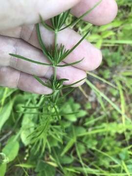 Sivun Eupatorium hyssopifolium L. kuva