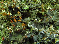 Image of felt lichen