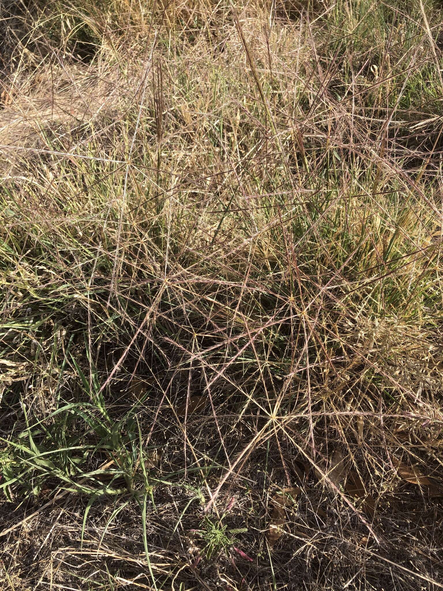 Image of umbrella grass