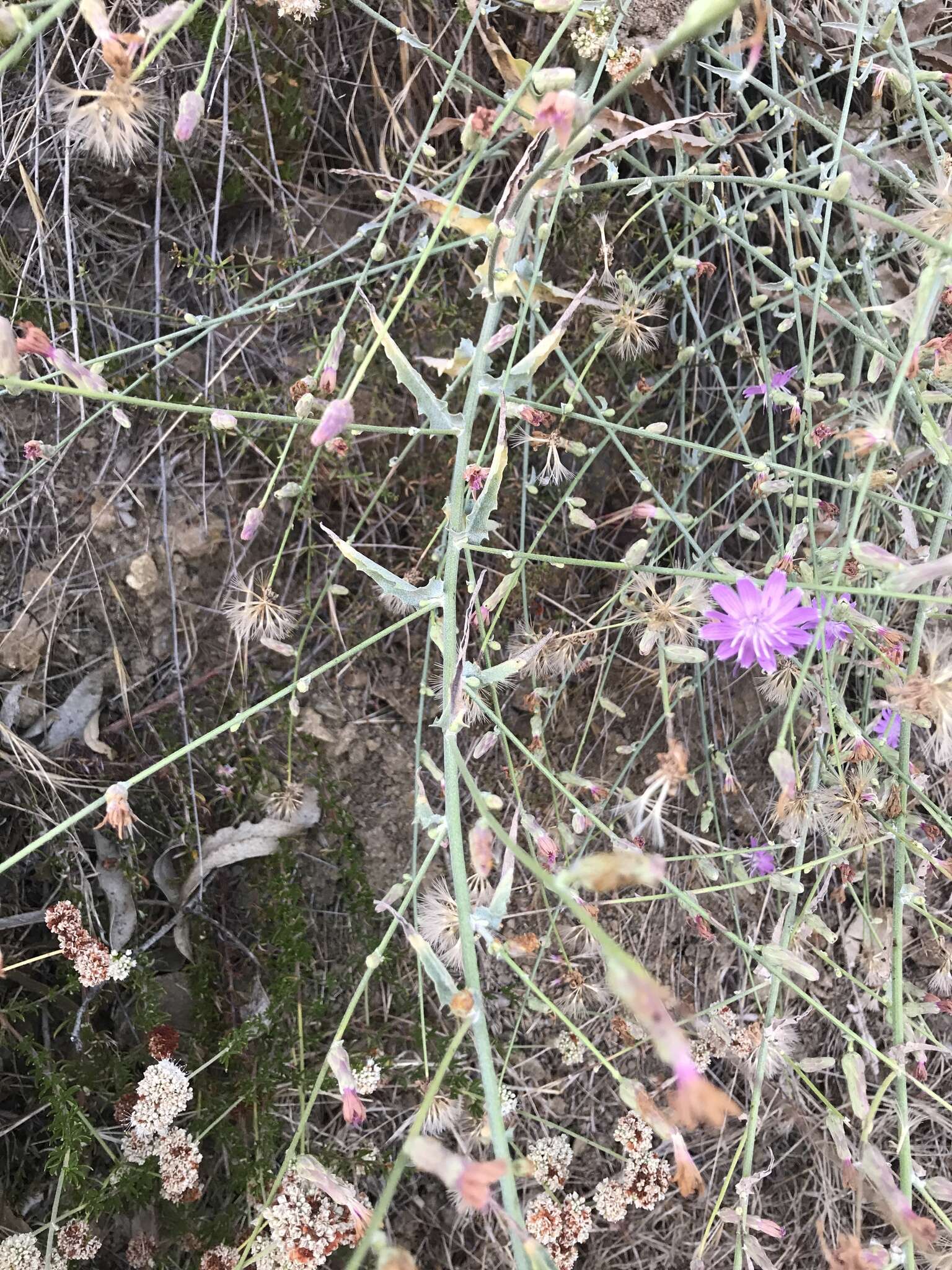 Image of chicoryleaf wirelettuce