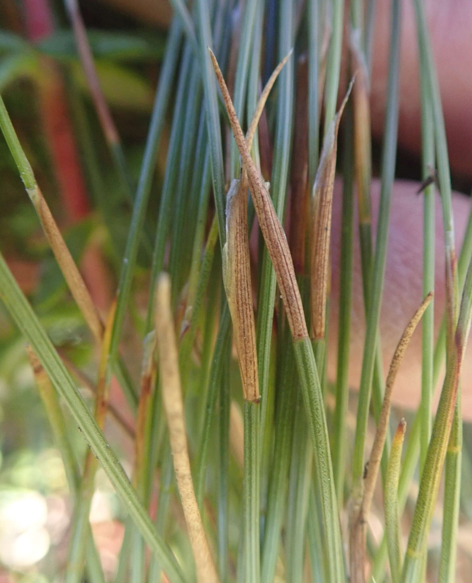 Image of Anthochortus ecklonii Nees