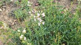 Image de Penstemon grinnellii subsp. grinnellii