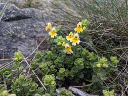 Imagem de Euphrasia nankotaizanensis Yamam.