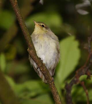 Image of Chatham Gerygone