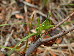 Image of Odontura (Odontura) glabricauda (Charpentier 1825)