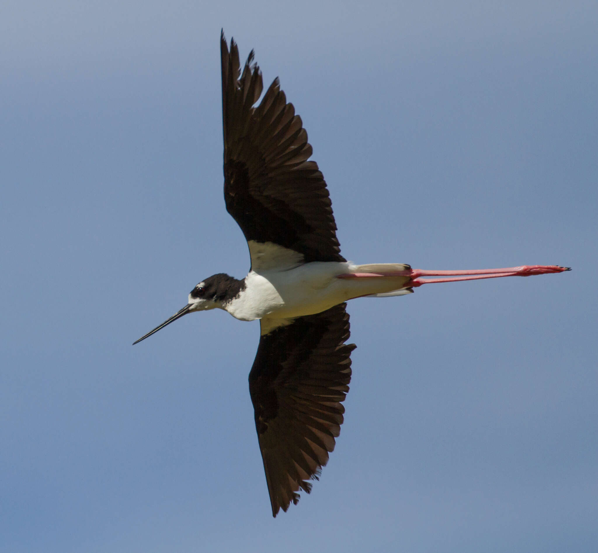 Image of Hawaiian stilt