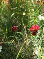 Image of western false asphodel