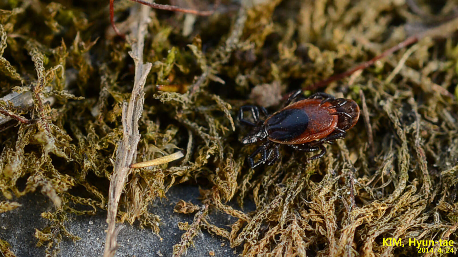 Ixodes nipponensis Kitaoka & Saito 1967的圖片