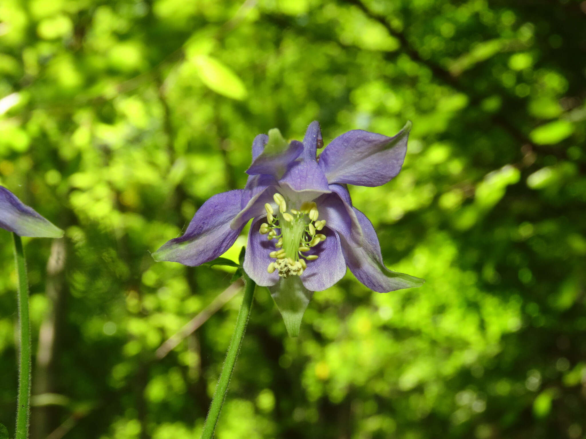 Image of Aquilegia dumeticola Jord.