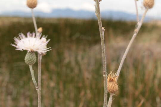 Image of Cirsium coahuilense G. B. Ownbey & D. J. Pinkava