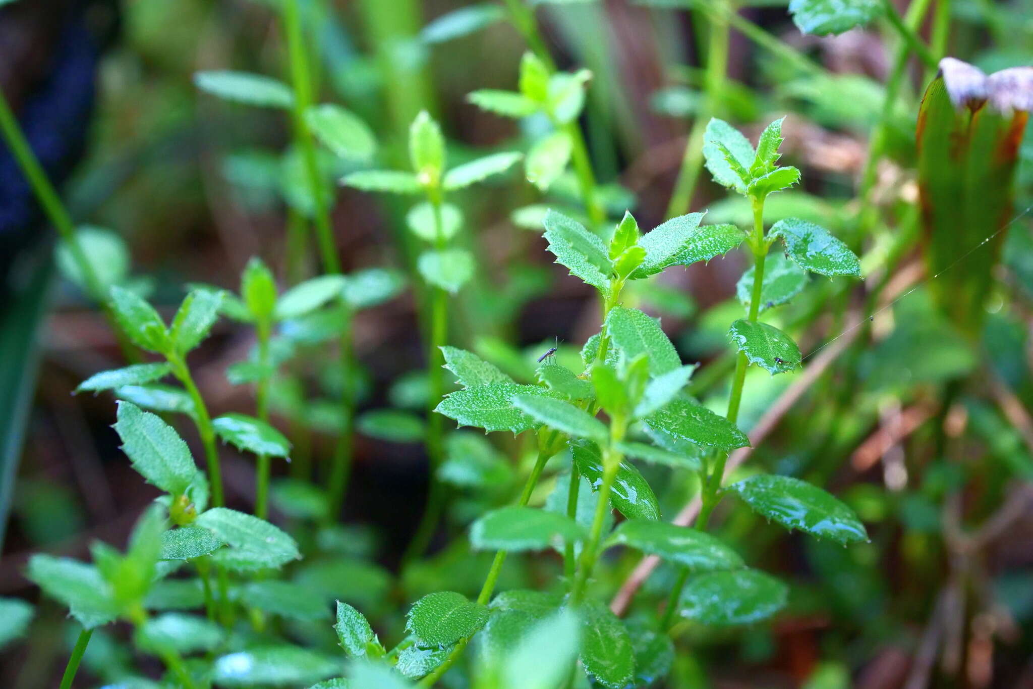 Image of Gonocarpus tetragynus Labill.