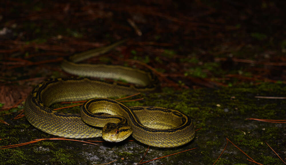 صورة Protobothrops flavoviridis (Hallowell 1861)