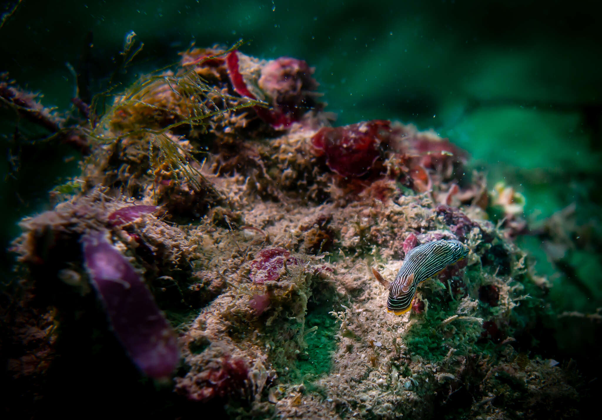 Image of Chromodoris lineolata (van Hasselt 1824)