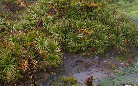 Imagem de Puya ochroleuca Betancur & Callejas