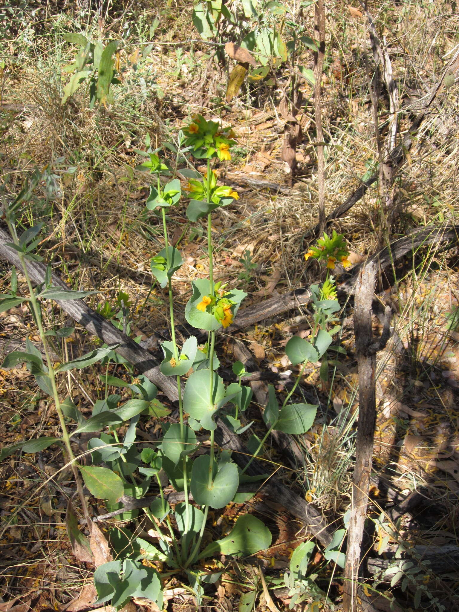 Image of Goodenia panduriformis