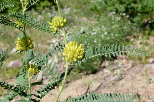 Imagem de Astragalus ponticus Pall.