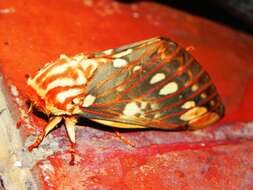 Image of Citheronia brissoti meridionalis Bouvier 1927