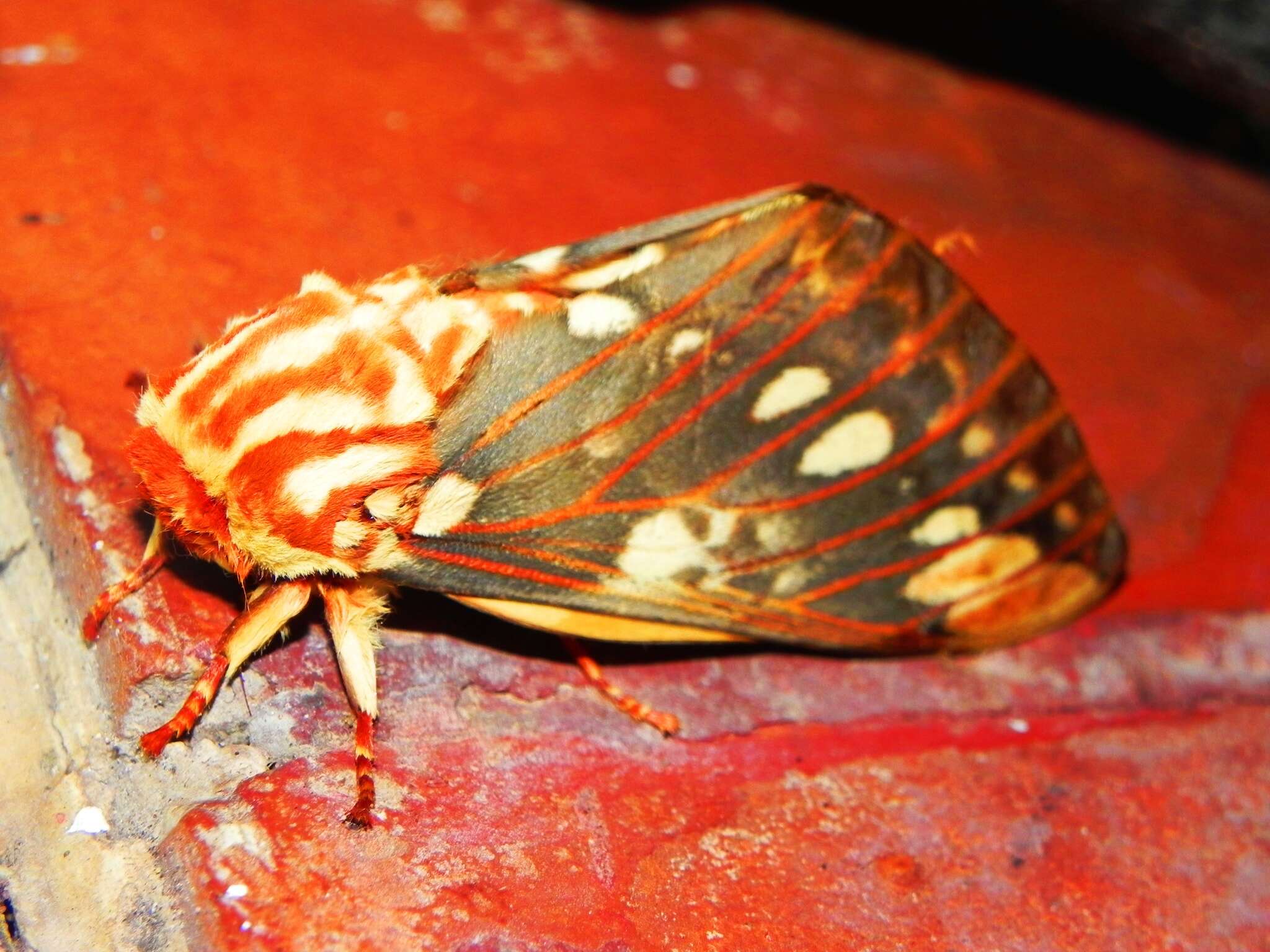 Image of Citheronia brissoti meridionalis Bouvier 1927