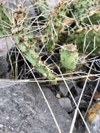 Image of twistspine pricklypear