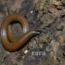 Image of Madura Earth Snake