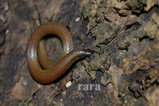 Uropeltis arcticeps (Günther 1875)的圖片