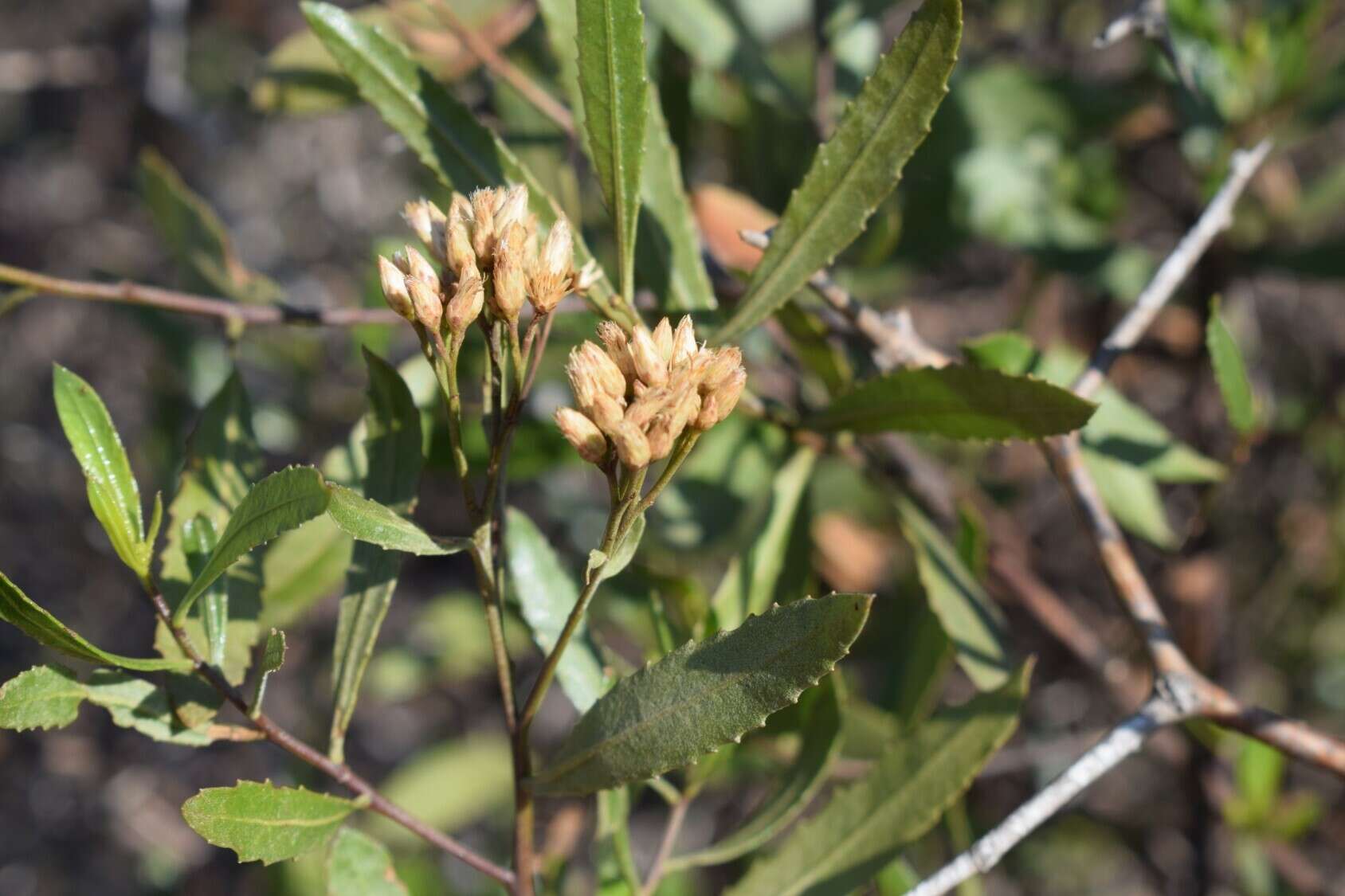 Image of <i>Eupatorium dodonaeifolium</i> DC.