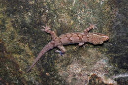 Слика од Hemidactylus depressus Gray 1842