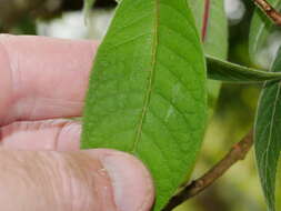 Image of Bolivian fuchsia