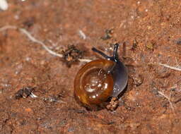 Image of Cellar glass-snail