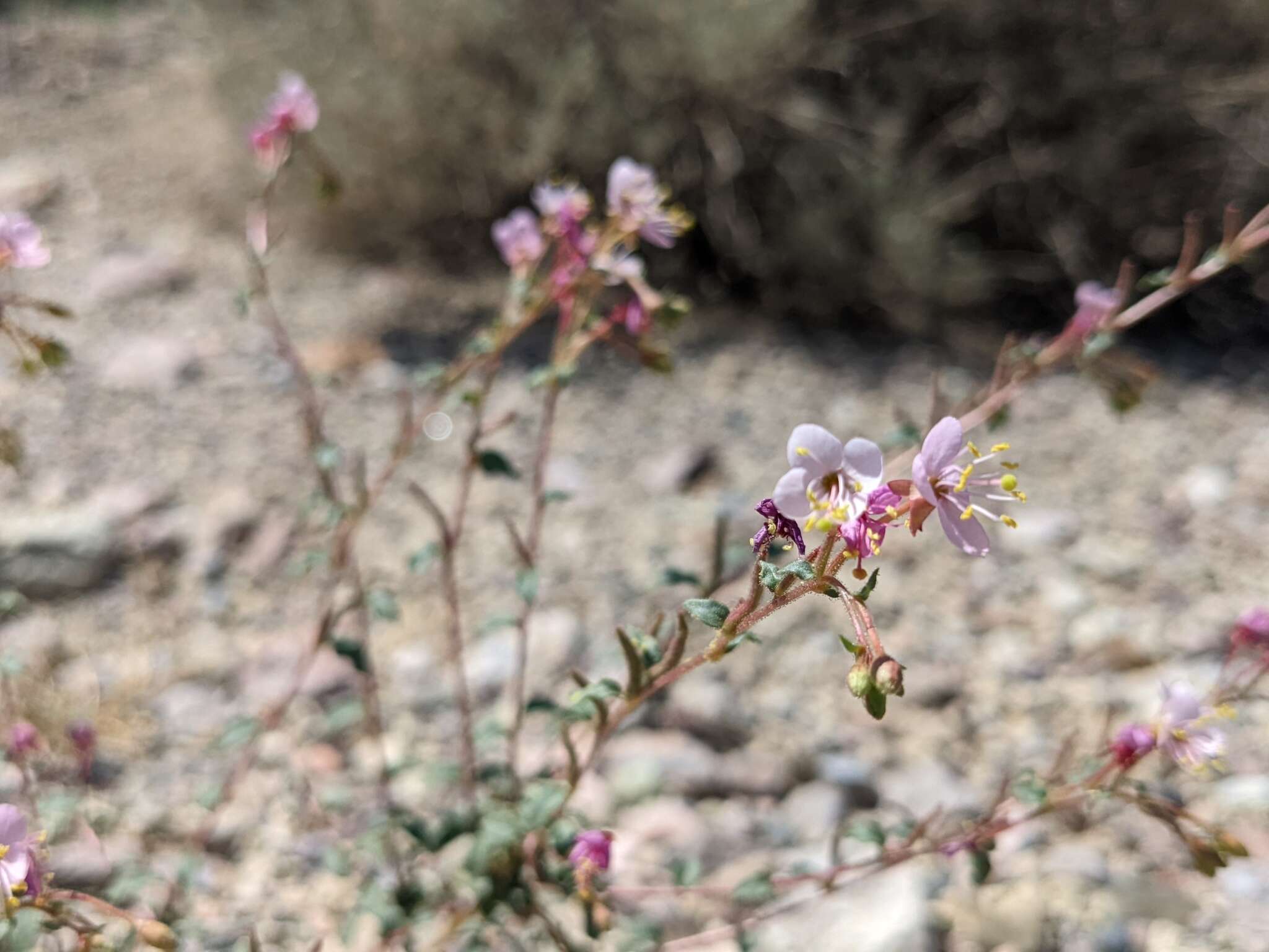 Image of Booth's evening primrose