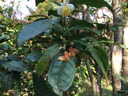 Image of Tea plant