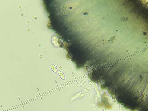 Слика од Bryobilimbia hypnorum (Lib.) Fryday, Printzen & S. Ekman