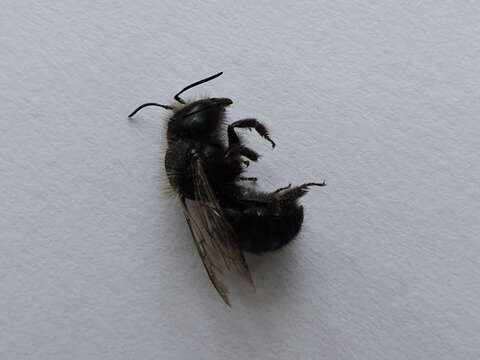 صورة Osmia ribifloris Cockerell 1900