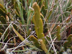 Image de Carmichaelia corrugata Colenso