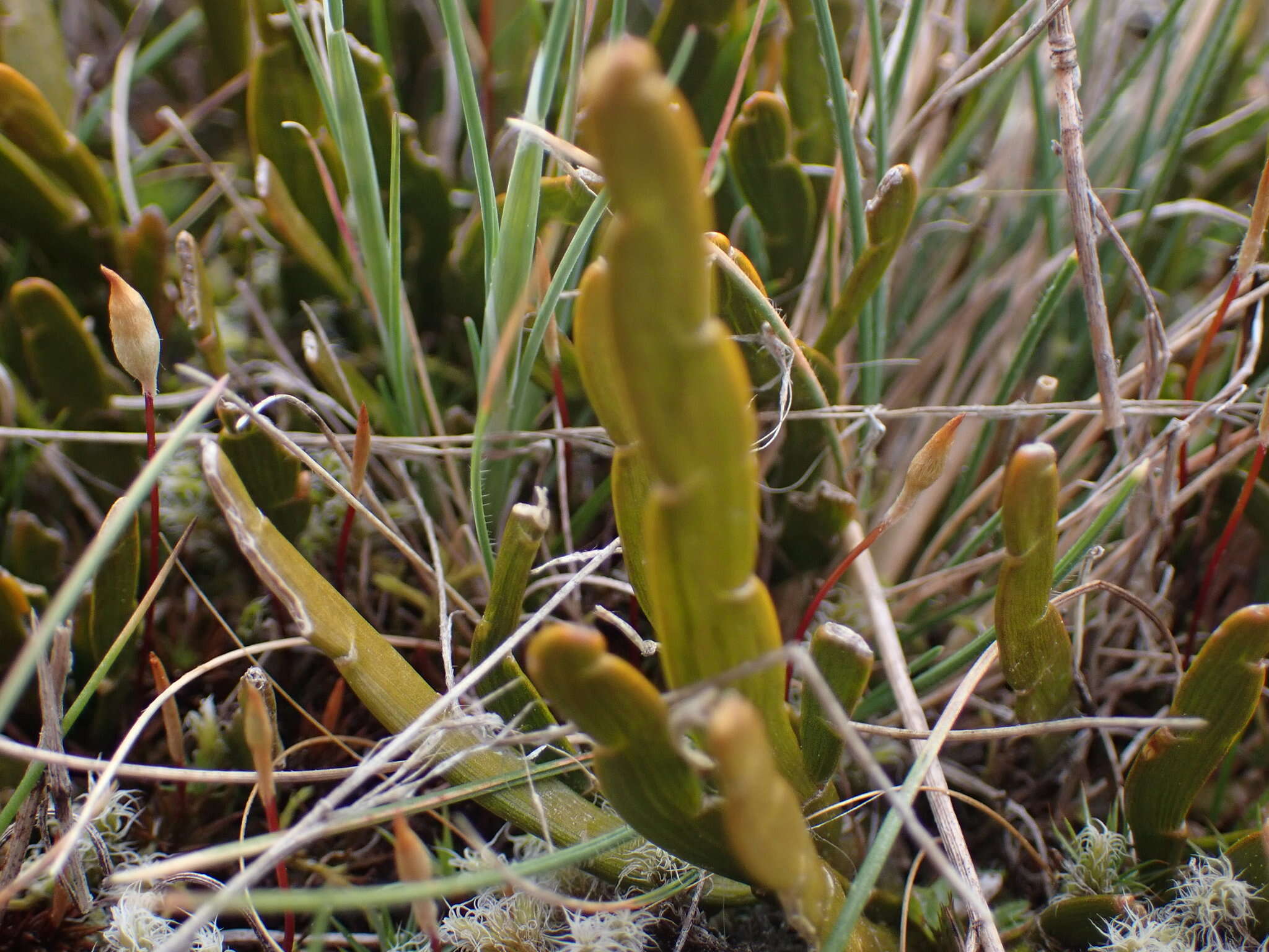 Image de Carmichaelia corrugata Colenso