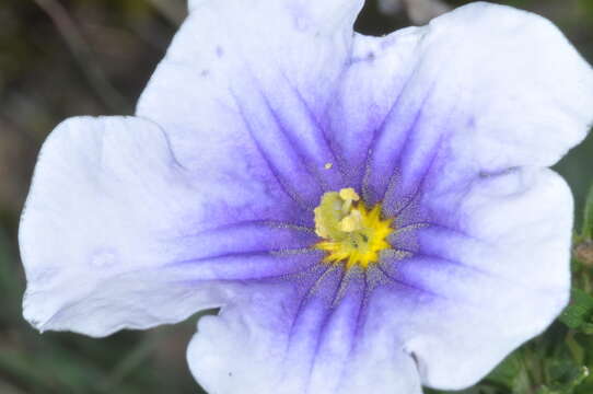 Image of Blue cup flower