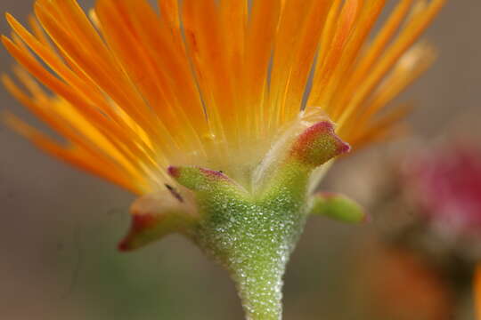 Image of Drosanthemum flammeum L. Bol.