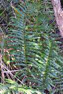 Image of swamp water fern