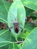 Image of Leptoglossus fulvicornis (Westwood 1842)