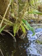 Image of Tailed Strap Fern