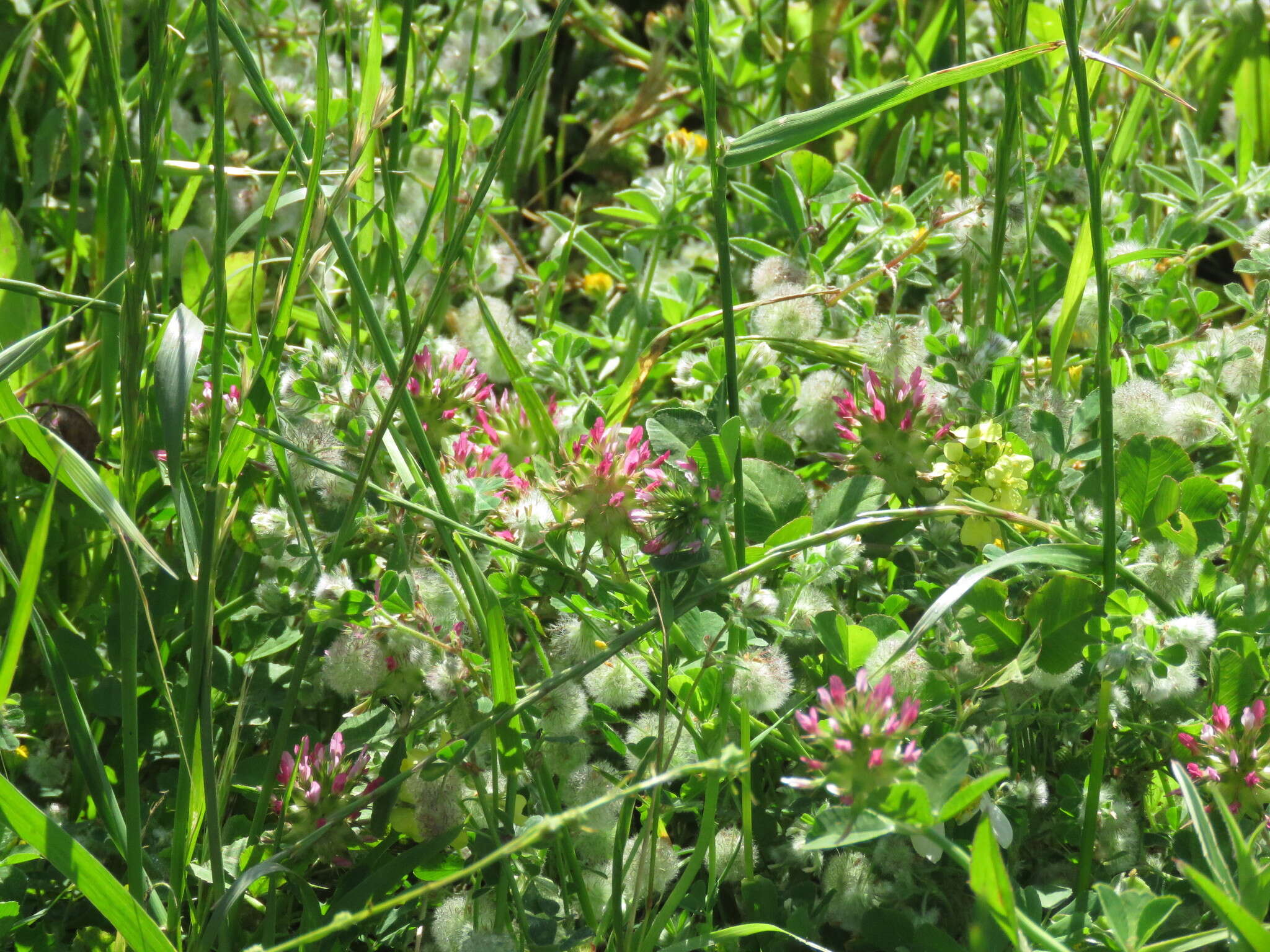 Imagem de Trifolium spumosum L.