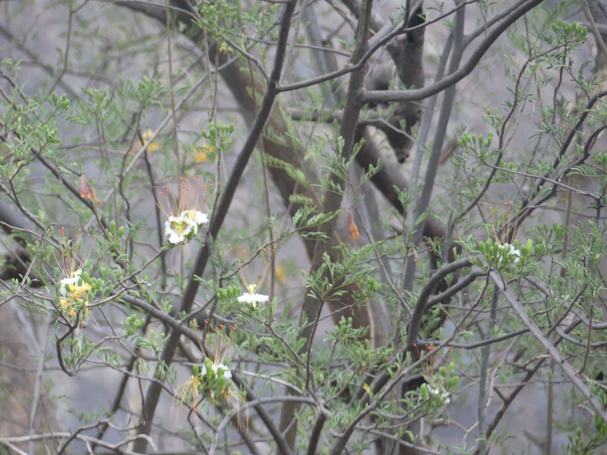 Image of Creamy Peacock Flower