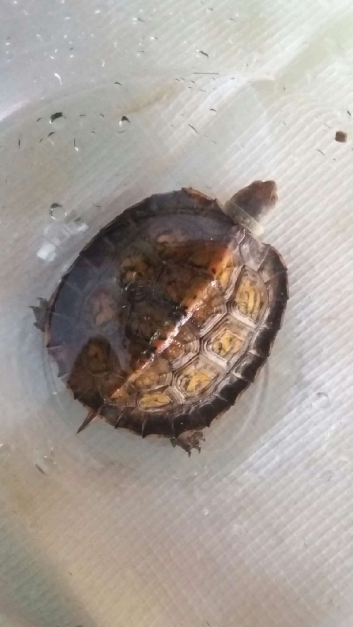 Image of Painted Wood Turtle