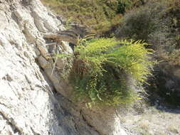 Imagem de Salsola daghestanica (Turcz.) Turcz. ex Bunge