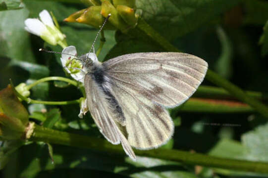 Image of Pieris bryoniae (Hübner (1806))