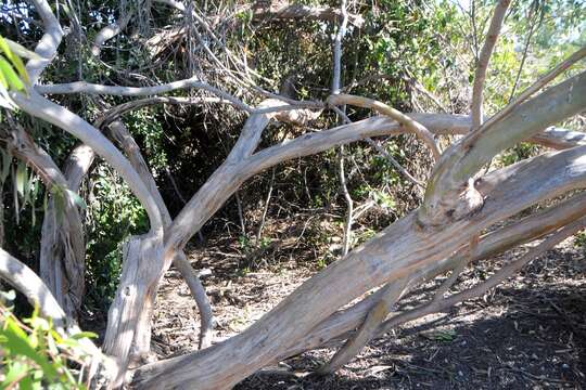 Image of Eucalyptus albopurpurea (Boomsma) D. Nicolle