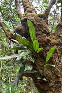 Слика од Elaphoglossum vieillardii (Mett.) Moore