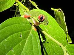 Image of Misfit Leaf Frog