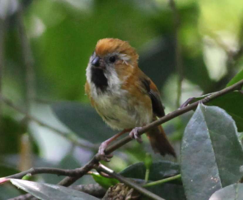 Image of Golden Parrotbill