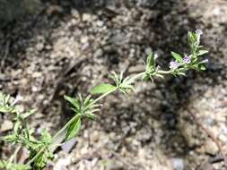 Image of dentate false pennyroyal